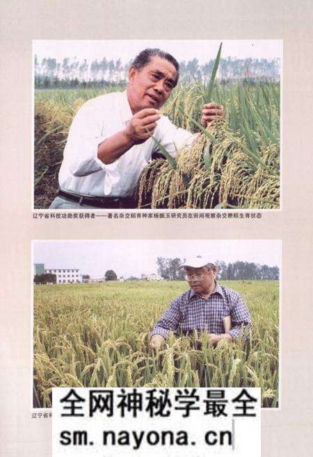 《《稻作研究所所志(1956-2005)》》.pdf电子版_辽宁省志预览图5 《《稻作研究所所志(1956-2005)》》.pdf电子版_辽宁省志预览图5