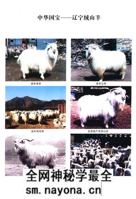 《《辽宁绒山羊育种志》(1980-2008)》.pdf电子版_辽宁省志预览图4