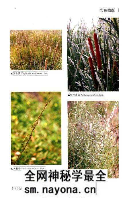 《昆仑植物志 第4卷》.pdf电子版_重庆市志预览图5 《昆仑植物志 第4卷》.pdf电子版_重庆市志预览图5