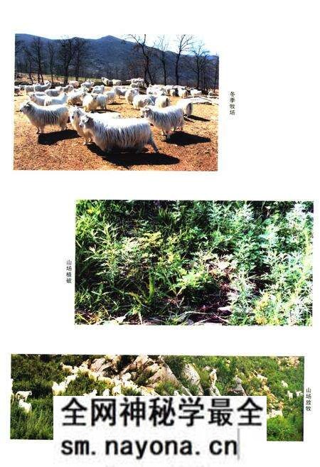 《《辽宁绒山羊育种志》(1980-2008)》.pdf电子版_辽宁省志预览图3