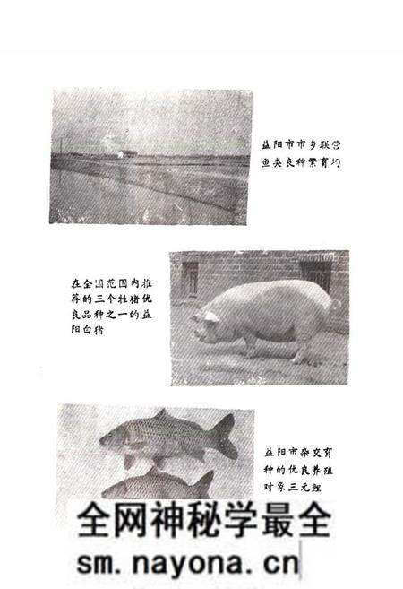 《益阳市畜牧水产志》.pdf电子版_湖南省志预览图4 《益阳市畜牧水产志》.pdf电子版_湖南省志预览图4