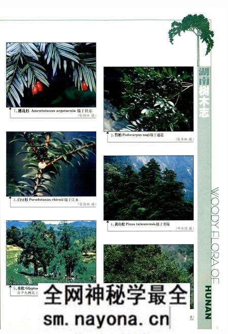 《湖南树木志》.pdf电子版_湖南省志预览图2 《湖南树木志》.pdf电子版_湖南省志预览图2