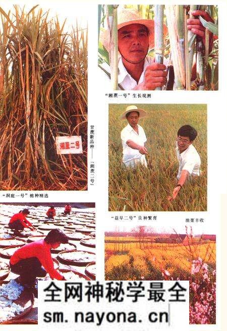 《《大通湖农场志》》.pdf电子版_湖南省志预览图5