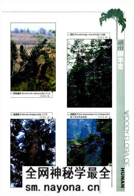 《湖南树木志》.pdf电子版_湖南省志预览图4 《湖南树木志》.pdf电子版_湖南省志预览图4