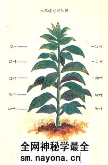 《芷江烟草志》.pdf电子版_湖南省志预览图4 《芷江烟草志》.pdf电子版_湖南省志预览图4