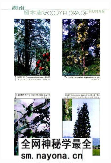 《湖南树木志》.pdf电子版_湖南省志预览图3 《湖南树木志》.pdf电子版_湖南省志预览图3