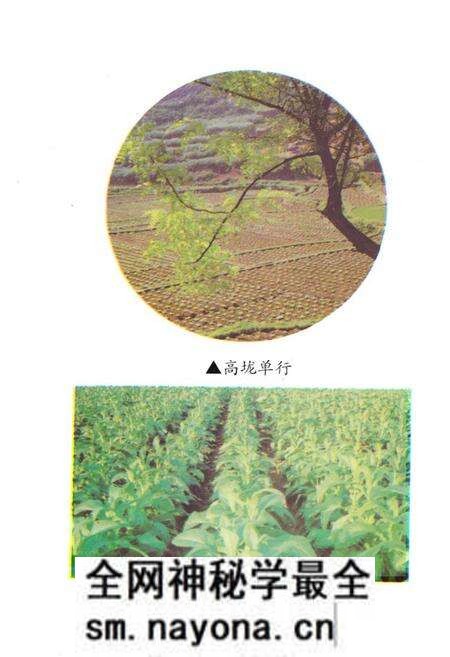 《《湖南省泸溪县·烟草志》》.pdf电子版_湖南省志预览图5