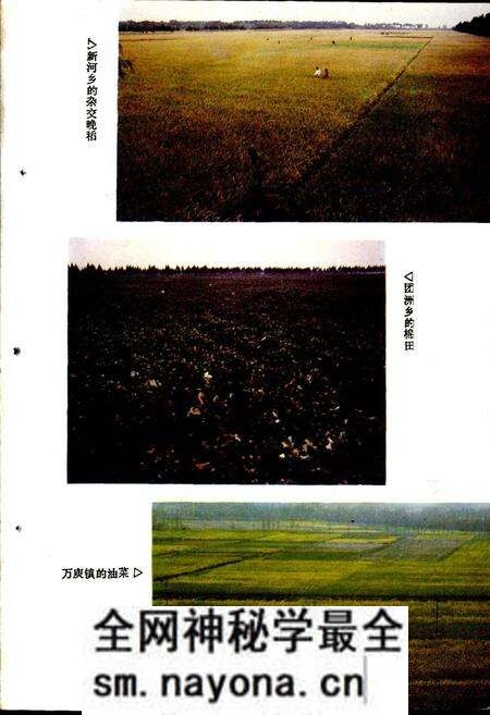 《华容县农业志》.pdf电子版_湖南省志预览图4 《华容县农业志》.pdf电子版_湖南省志预览图4