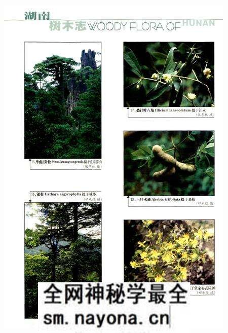 《湖南树木志》.pdf电子版_湖南省志预览图5 《湖南树木志》.pdf电子版_湖南省志预览图5