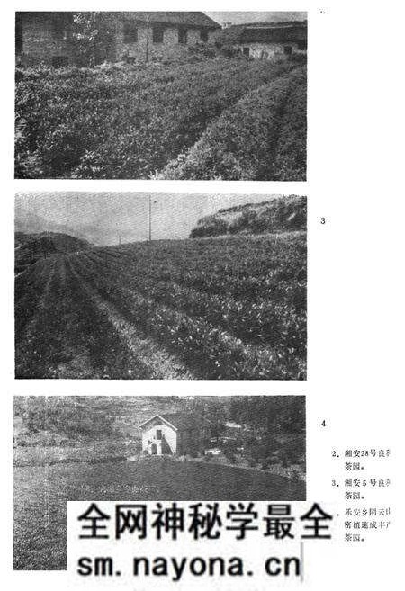 《《安化县茶叶志》》.pdf电子版_湖南省志预览图3 《《安化县茶叶志》》.pdf电子版_湖南省志预览图3