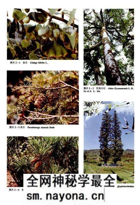 《湖南植物志 第二卷》.pdf电子版_湖南省志预览图5 《湖南植物志 第二卷》.pdf电子版_湖南省志预览图5