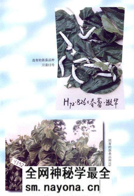 《四川省农业科学院蚕业研究所所志》.pdf电子版_四川省志预览图4
