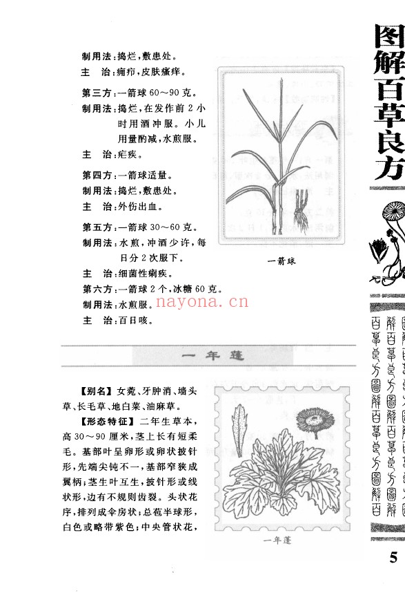 图解百草良方(雷子、林静)pdf