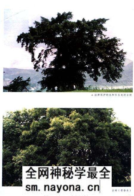 《石棉县林业志》.pdf电子版_四川省志预览图5 《石棉县林业志》.pdf电子版_四川省志预览图5