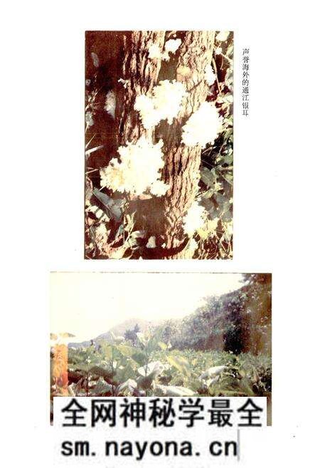 《陈河乡志》.pdf电子版_四川省志预览图5 《陈河乡志》.pdf电子版_四川省志预览图5