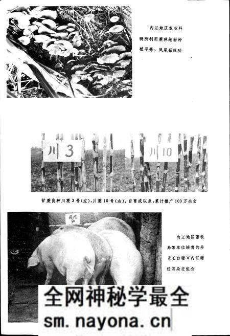 《内江地区科学技术志》.pdf电子版_四川省志预览图4 《内江地区科学技术志》.pdf电子版_四川省志预览图4