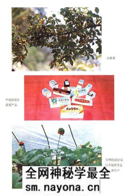 《中药志》.pdf电子版_陕西省志预览图5 《中药志》.pdf电子版_陕西省志预览图5