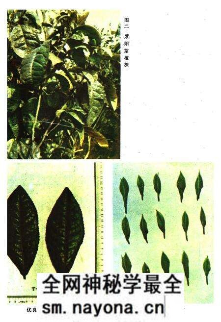 《紫阳茶业志》.pdf电子版_陕西省志预览图3 《紫阳茶业志》.pdf电子版_陕西省志预览图3