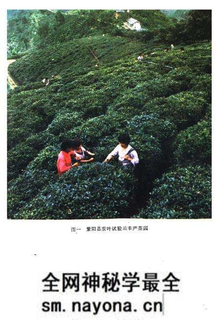 《紫阳茶业志》.pdf电子版_陕西省志预览图2 《紫阳茶业志》.pdf电子版_陕西省志预览图2