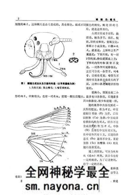 《鳞翅目_蝶类》.pdf电子版_陕西省志预览图5 《鳞翅目_蝶类》.pdf电子版_陕西省志预览图5