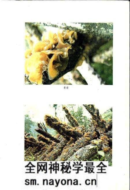 《青川县志》.pdf电子版_四川省志预览图4 《青川县志》.pdf电子版_四川省志预览图4
