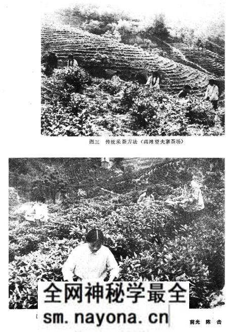 《紫阳茶业志》.pdf电子版_陕西省志预览图4 《紫阳茶业志》.pdf电子版_陕西省志预览图4