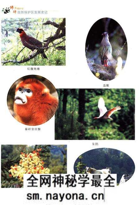 《佛坪自然保护区发展史记》.pdf电子版_陕西省志预览图5 《佛坪自然保护区发展史记》.pdf电子版_陕西省志预览图5