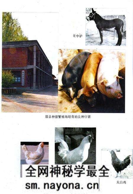 《宝鸡市畜牧志》.pdf电子版_陕西省志预览图4