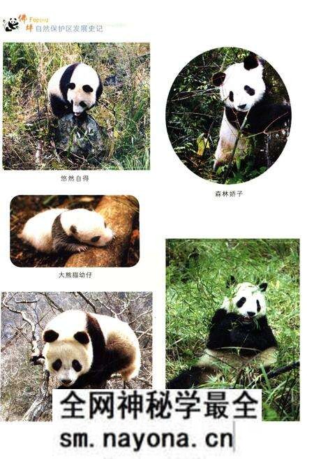 《佛坪自然保护区发展史记》.pdf电子版_陕西省志预览图3 《佛坪自然保护区发展史记》.pdf电子版_陕西省志预览图3