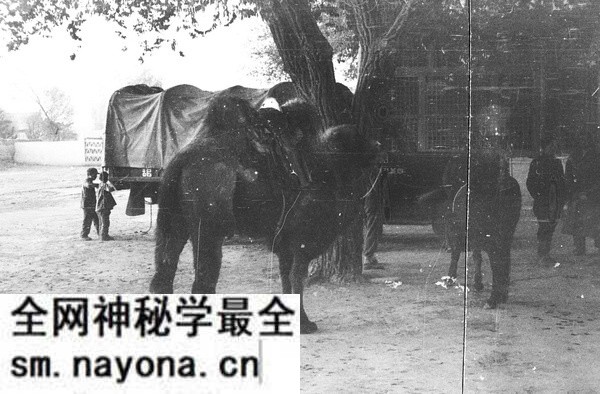 1943年敦煌县城老照片 李约瑟西北考察行敦煌篇预览图8 1943年敦煌县城老照片 李约瑟西北考察行敦煌篇预览图8