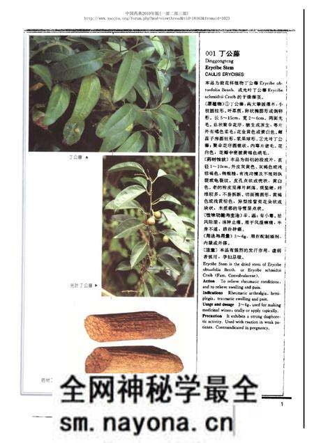 《中华人民共和国药典中药彩色图集_部分1》.pdf电子版_其他志预览图5 《中华人民共和国药典中药彩色图集_部分1》.pdf电子版_其他志预览图5