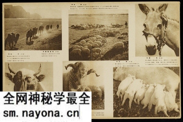 《跃进满洲画贴》新京观光协会 1942年 影集下载预览图4 《跃进满洲画贴》新京观光协会 1942年 影集下载预览图4
