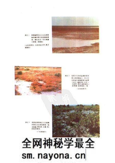 《中国盐渍土》.pdf电子版_其他志预览图2