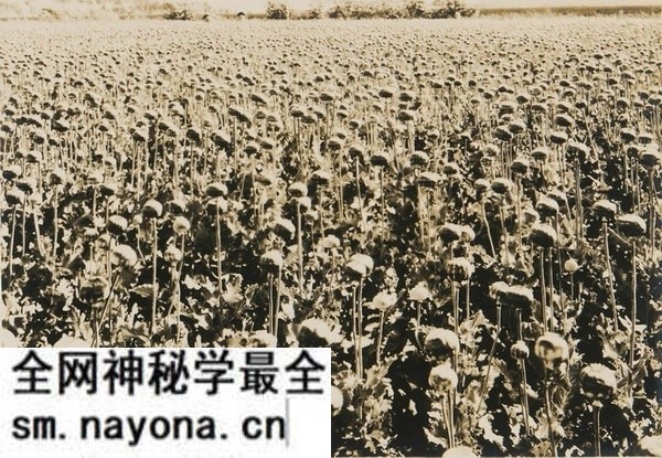 1932年内蒙古赤峰老照片 90余年前的林西县风貌预览图8