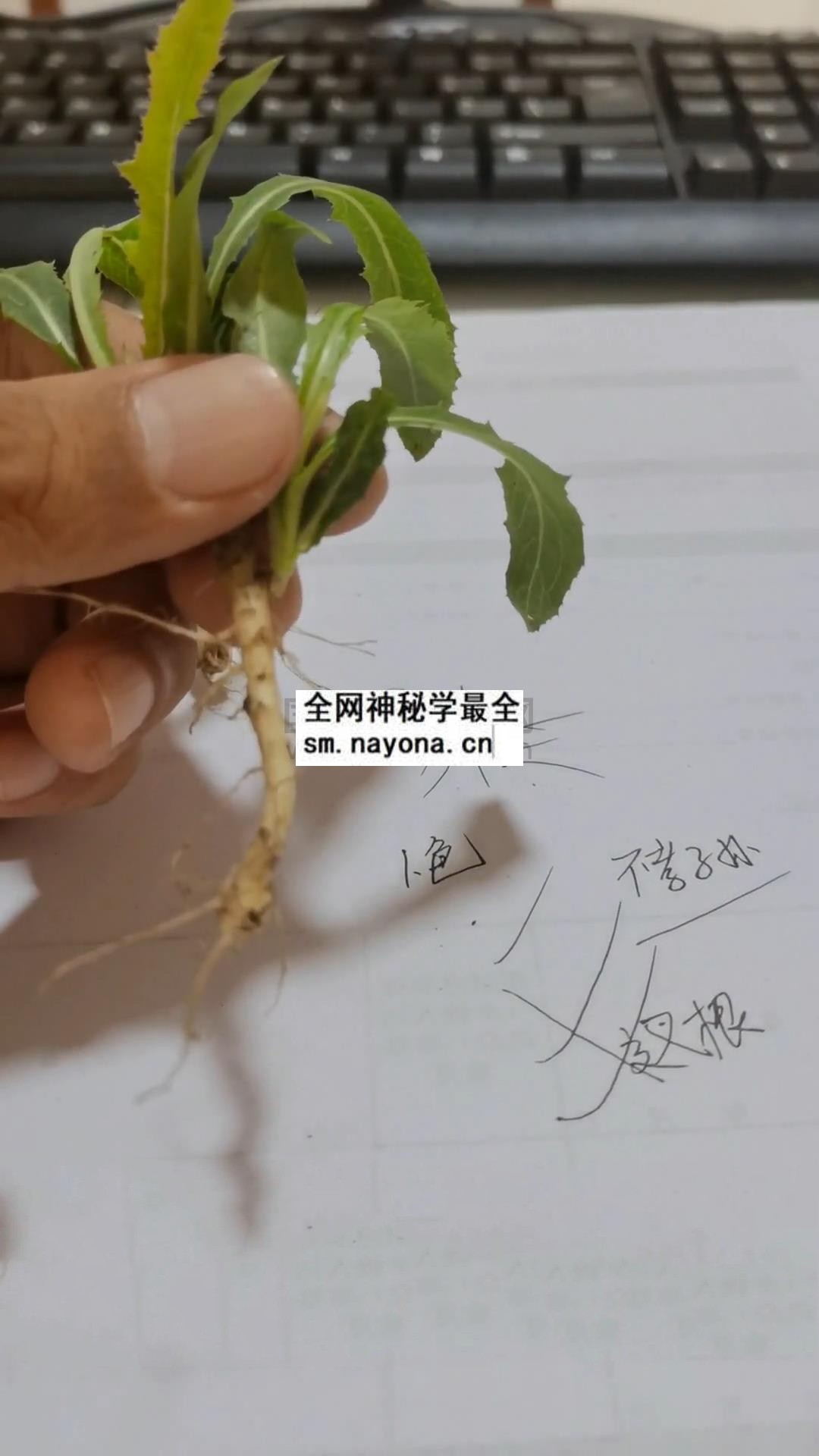 《混元地理拔草断》10集视频约2.5小时 命理 第1张-国学资源网 《混元地理拔草断》10集视频约2.5小时 命理 第1张