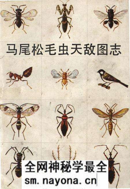 《马尾松毛虫天敌图志》.pdf电子版_其他志预览图