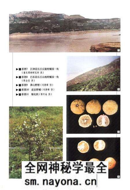 《中国果树志柑橘卷》.pdf电子版_其他志预览图5