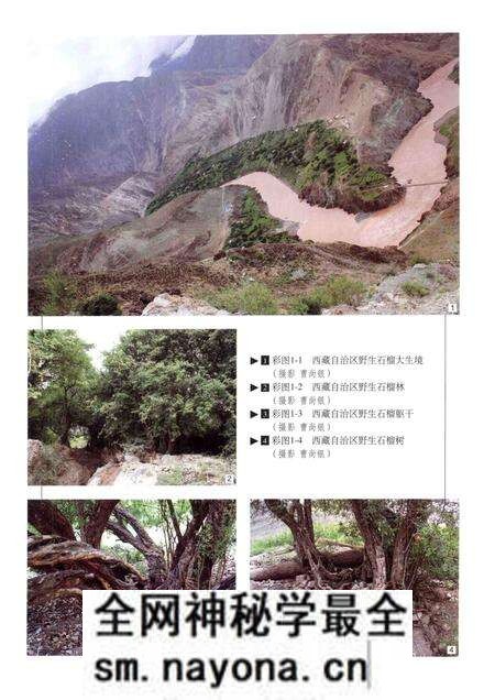 《中国果树志 石榴卷》.pdf电子版_其他志预览图4 《中国果树志 石榴卷》.pdf电子版_其他志预览图4