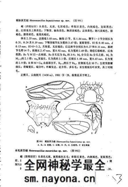 《中国(虫齿)目志 下册》.pdf电子版_其他志预览图5 《中国(虫齿)目志 下册》.pdf电子版_其他志预览图5