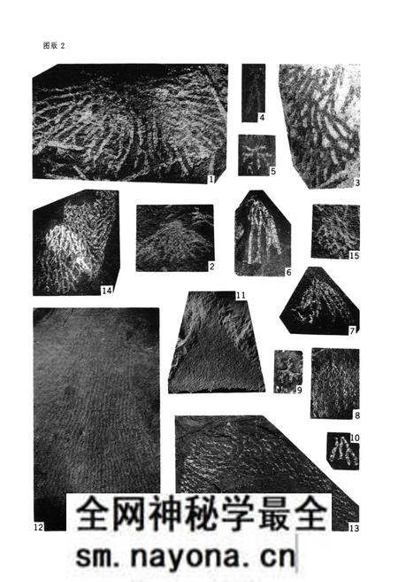 《中国生物志·华中区上奥陶统笔石》.pdf电子版_其他志预览图5 《中国生物志·华中区上奥陶统笔石》.pdf电子版_其他志预览图5