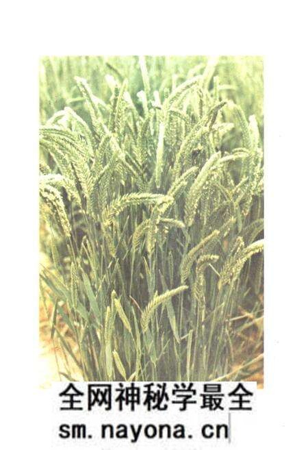 《中国饲用植物志(第一卷)》.pdf电子版_其他志预览图4 《中国饲用植物志(第一卷)》.pdf电子版_其他志预览图4