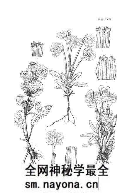 《中国植物志 第六十八卷》.pdf电子版_其他志预览图5 《中国植物志 第六十八卷》.pdf电子版_其他志预览图5