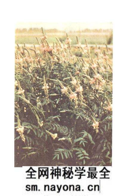 《中国饲用植物志(第一卷)》.pdf电子版_其他志预览图5 《中国饲用植物志(第一卷)》.pdf电子版_其他志预览图5