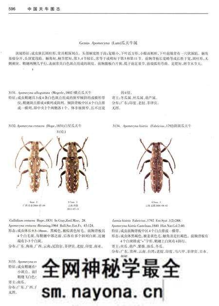 《中国天牛图志(基础篇)》.pdf电子版_其他志预览图5 《中国天牛图志(基础篇)》.pdf电子版_其他志预览图5