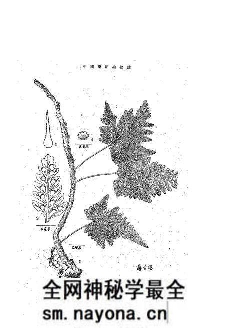 《中国药用植物志(第五册)》.pdf电子版_其他志预览图3 《中国药用植物志(第五册)》.pdf电子版_其他志预览图3