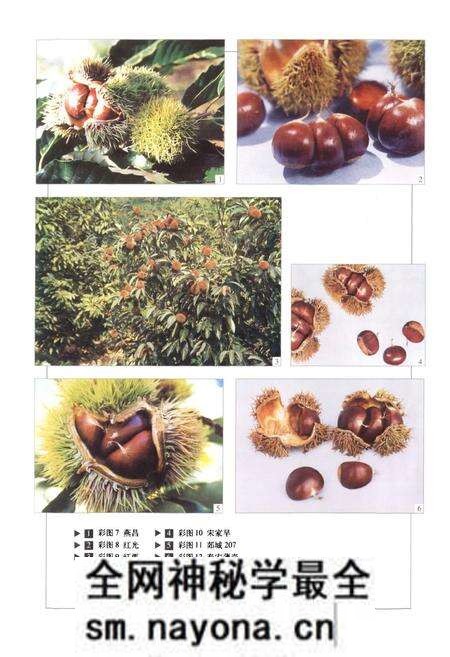 《中国果树志板栗 榛子卷》.pdf电子版_其他志预览图5 《中国果树志板栗 榛子卷》.pdf电子版_其他志预览图5