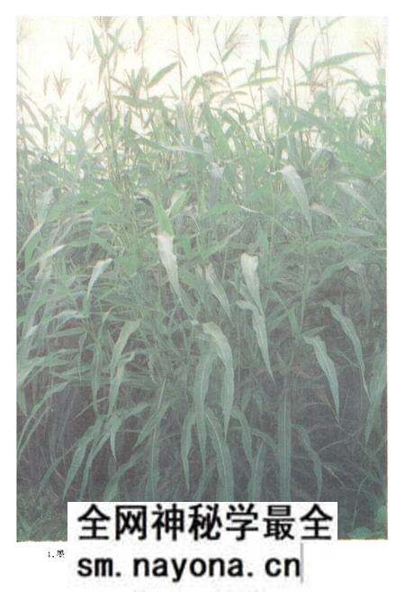 《中国饲用植物志(第三卷)》.pdf电子版_其他志预览图5 《中国饲用植物志(第三卷)》.pdf电子版_其他志预览图5