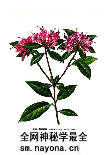 《华南杜鹃花志》.pdf电子版_其他志预览图2 《华南杜鹃花志》.pdf电子版_其他志预览图2