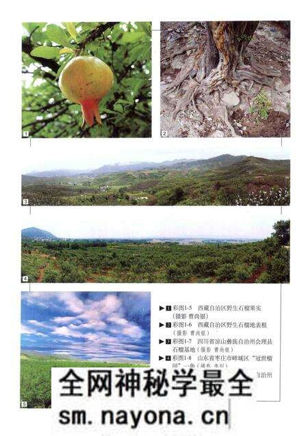 《中国果树志 石榴卷》.pdf电子版_其他志预览图5 《中国果树志 石榴卷》.pdf电子版_其他志预览图5