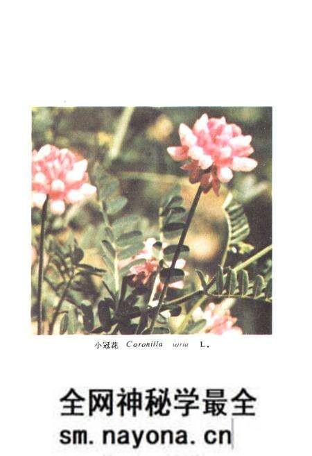 《中国饲用植物志(第一卷)》.pdf电子版_其他志预览图3 《中国饲用植物志(第一卷)》.pdf电子版_其他志预览图3